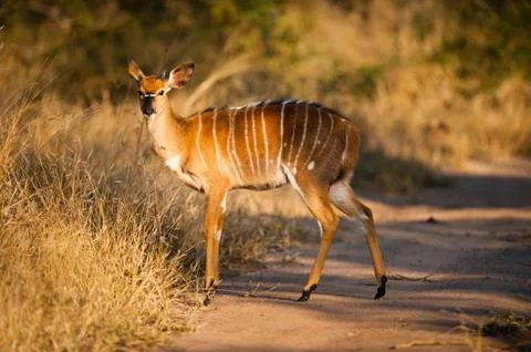 Nyala Stock Photos