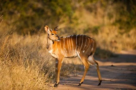 Nyala Stock-Fotos