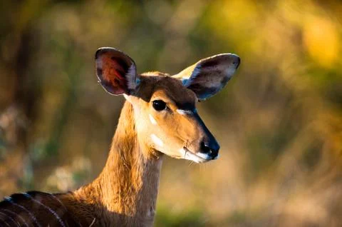 Nyala Stock Photos