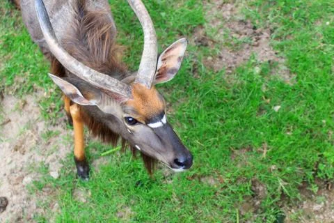 Nyala Foto stock