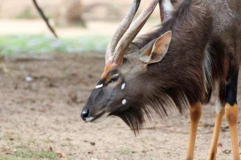 Nyala Stock Photos
