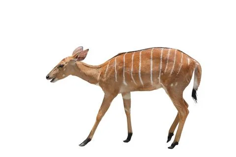 Nyala Stock Photos