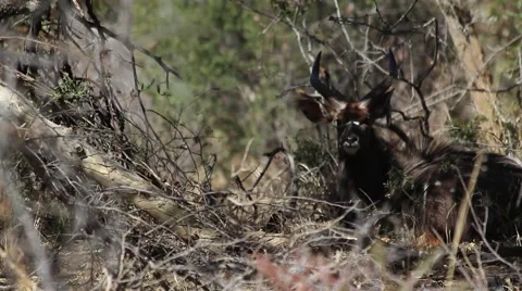 Nyala standing up Stock Footage 51719402