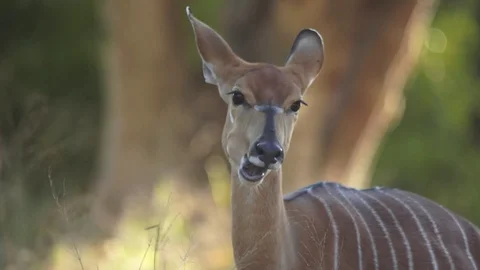 Nyala with suckling calf 動画素材 113096175