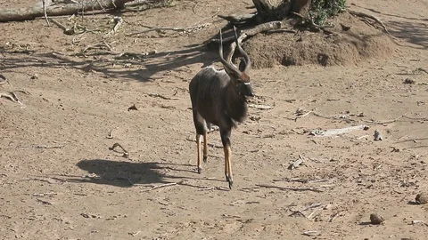 Nyala, Tragelaphus angasii Stock Footage 98313088