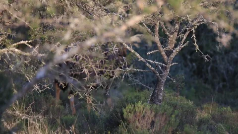 Nyala Walking Stock Footage 96010668