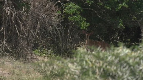 Nyala in the wild Stock Footage 217773971