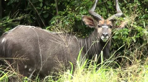 Nyala1 Stock Footage 11070947