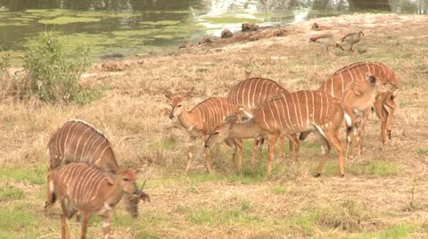 Nyala3 Stock Footage 11071199