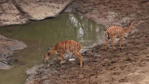 Nyalas drinking at a waterhole Stock Footage 245333323