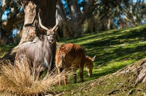 Nyalas Foto stock