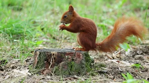 A nyastic manual squirrel eats from the hand in the park. Feeding a wild rodent Stock Footage 314022535