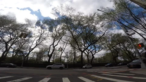 NYC 5TH AVE CENTRAL PARK CROSSWALK 2 5TH AVE SOUTH PARK AVE Stock Footage 155021132