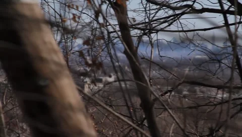 NYC Backdrop Through Trees Stock Footage 2313779