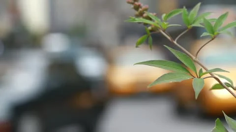 NYC Branch Stock Footage 12414442