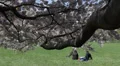 NYC Central Park Cherry Trees Blossoming Romantic Couple Sitting on Grass Lawn HD Footage