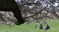 NYC Central Park Cherry Trees Bloom Young Romantic People Relaxing Meadow Lawn HD Footage