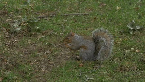 NYC central park squirrel 動画素材 122182761
