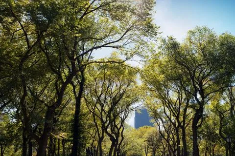 NYC Central Park Trees Stock Photos
