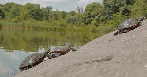NYC Central Park Turtles Sun Basking Stock Footage 154283041