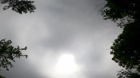 NYC Driving  Trees Up Vídeos de archivo 276460191