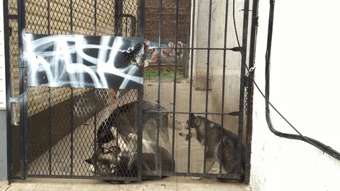 NYC Ext. Brooklyn Day, Huskies Playing Stock Footage 97613136