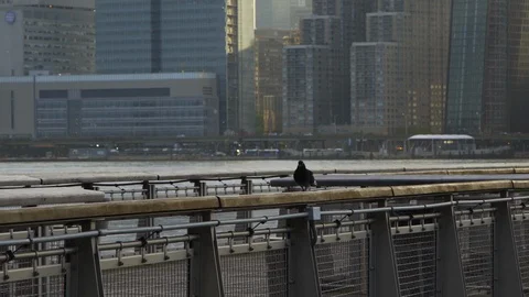 NYC Pigeon by the river Video stock 129064155