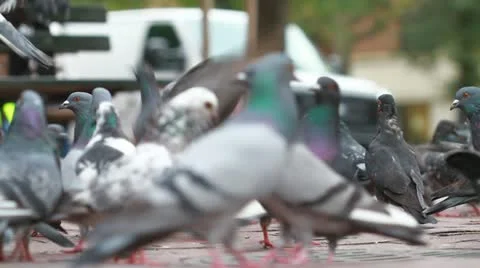NYC Pigeons Stock Footage 12414069