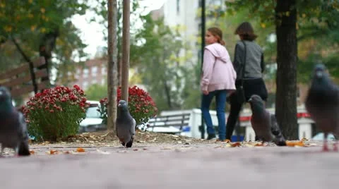 NYC Pigeons Stock Footage 12414179
