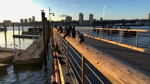 NYC Pigeons huddle along railing of a pier at 79th Boat Basin - Hudson River Video stock 121992495
