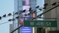 NYC pigeons urban wire birds times square digital billboards skyscrapers facades 4k or 4k+ Resolution