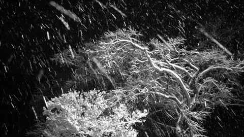 NYC Snowfall trees Stock Footage 102744543