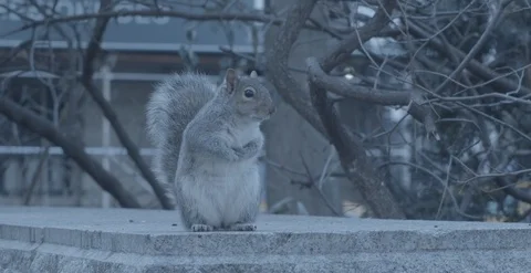 NYC Squirrel, Cute Stock Footage 100569094