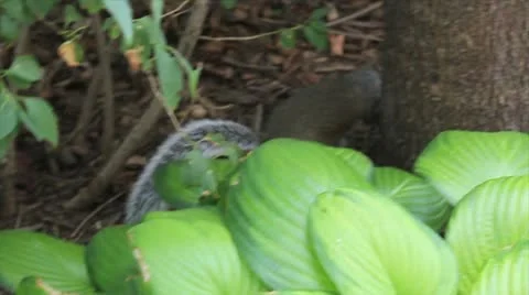 NYC Squirrel Video stock 10913618