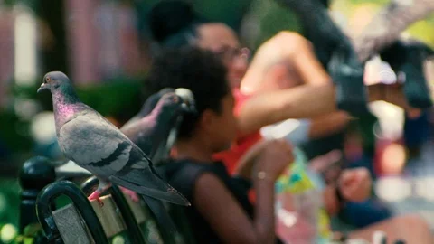 NYC - Washington Square Park 動画素材 102476111