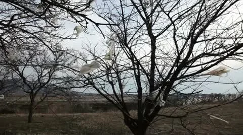 Nylon bags on the tree Stock Footage 22115785