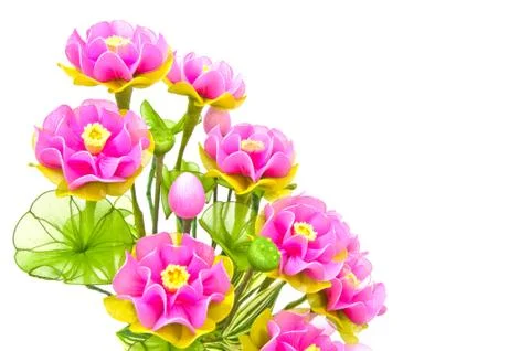 Nylon lotus with white background Stock Photos