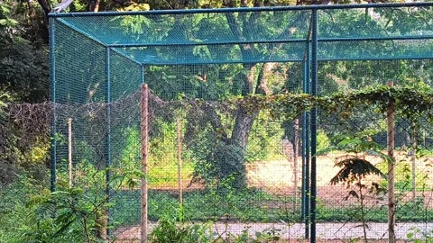 Nylon Net for Cricket Practice Stock Footage 317370122