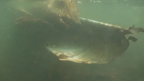 Nylon in an underwater river current up close Stock Footage 313743129