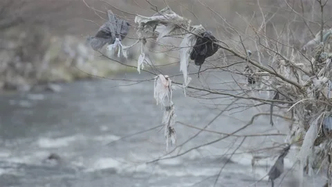 Nylons and other waste on trees and branches along a river in Bulgaria Stock-Footage 152907383