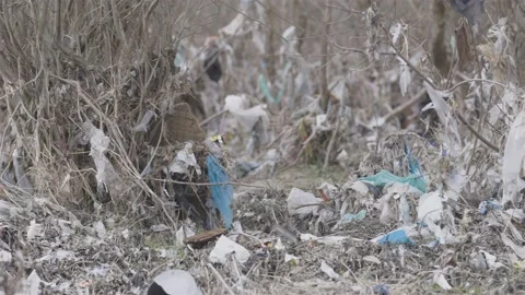 Nylons and plastics among trees and branches Stock-Footage 152907441