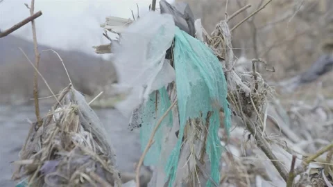 Nylons hung on tree branches sway in the wind near by river Stock-Footage 152907385