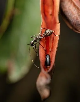 Nymph Assassin Bug Stock Photos
