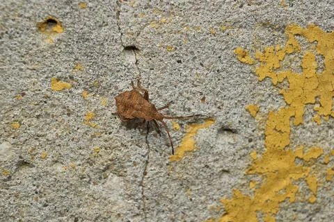 The nymph of the bedbug Coreus marginatus crawls on a concrete fence. Stock Photos