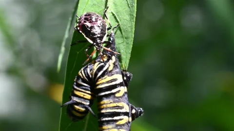 The nymph of a brown soldier bug has pierced and is now sucking out the dis.. Stock Footage 237857542