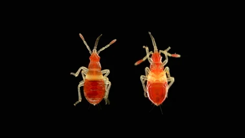 The nymph of the bug Nabidae under the microscope 库存影片 112522484