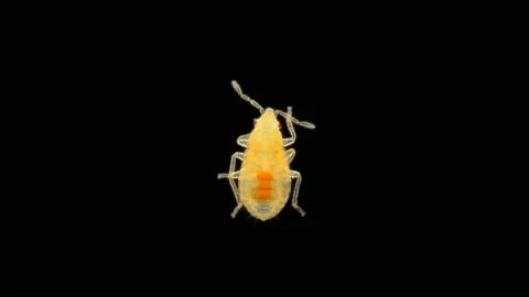 The nymph of the bug Nabidae under the microscope 库存影片 112532024