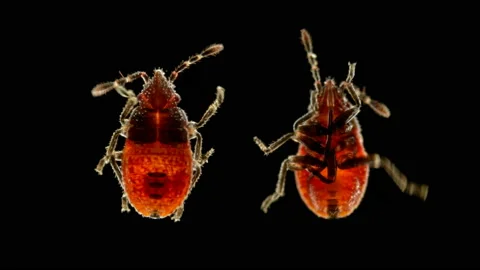 The nymph of the bug Nabidae under the microscope Stock Footage 112628561