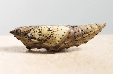 The nymph butterfly Stock Photos