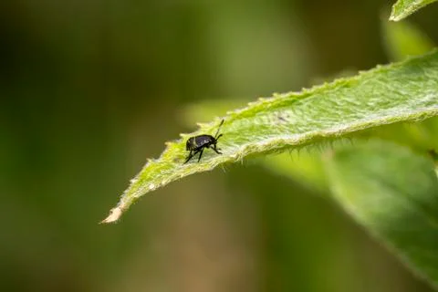 Nymph of common green shield bug Palomena prasina Stock Photos